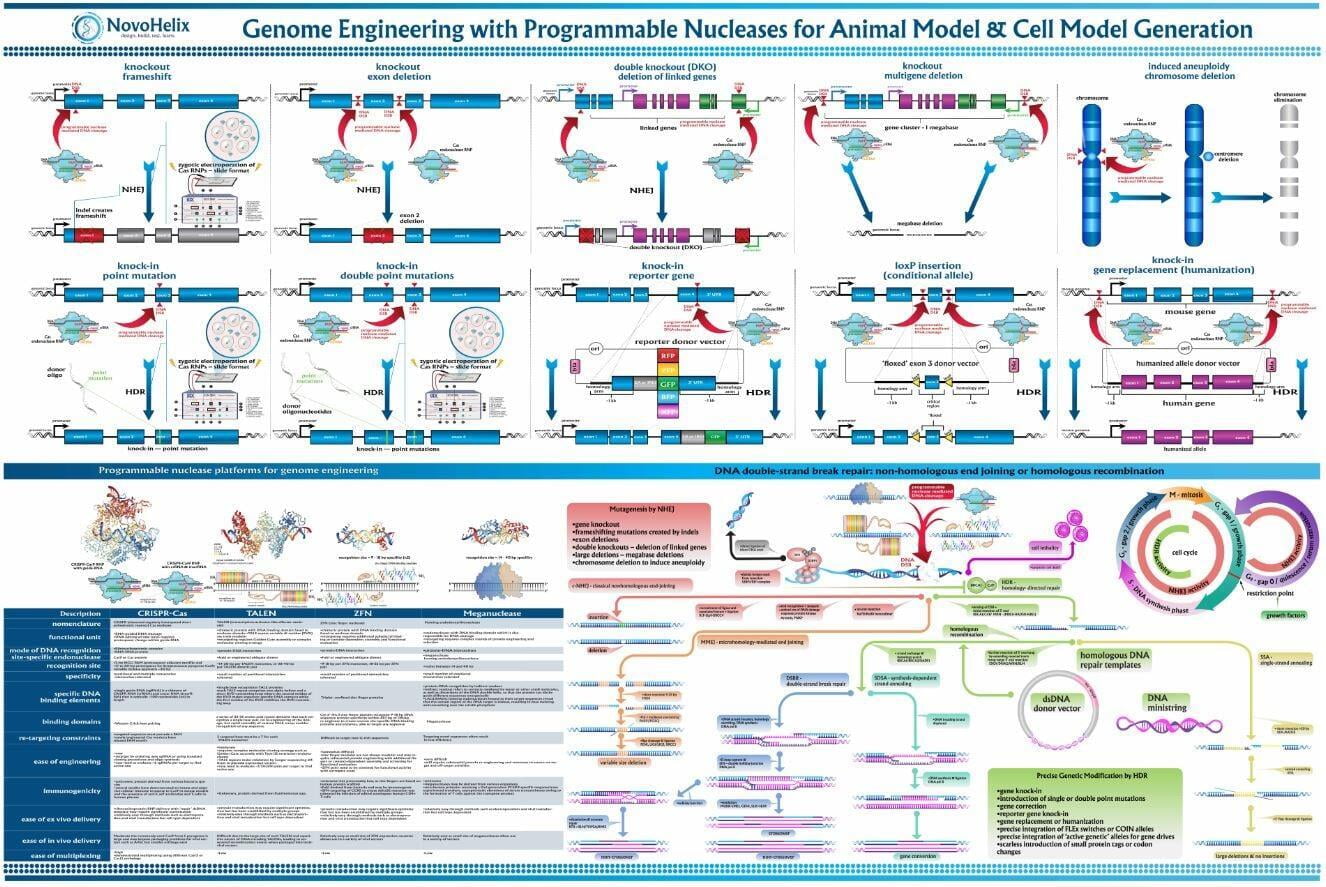 genome engineering with programmable nucleases for animal model and cell model generation