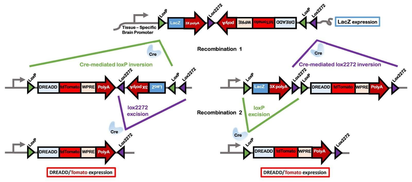 FLEx or 'flip-excision' switches or double inverted orientation (DIO)