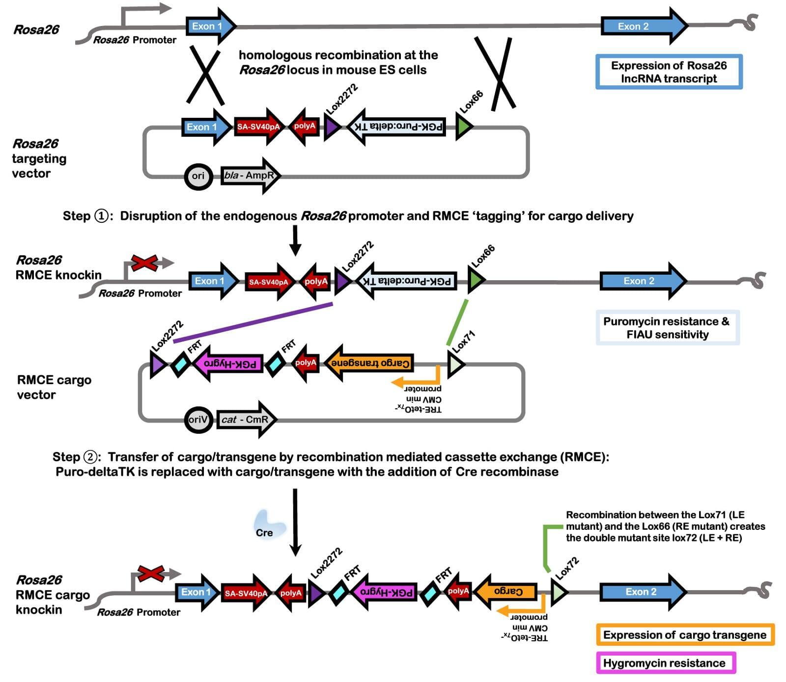 recombination mediated cassette exchange (RMCE)