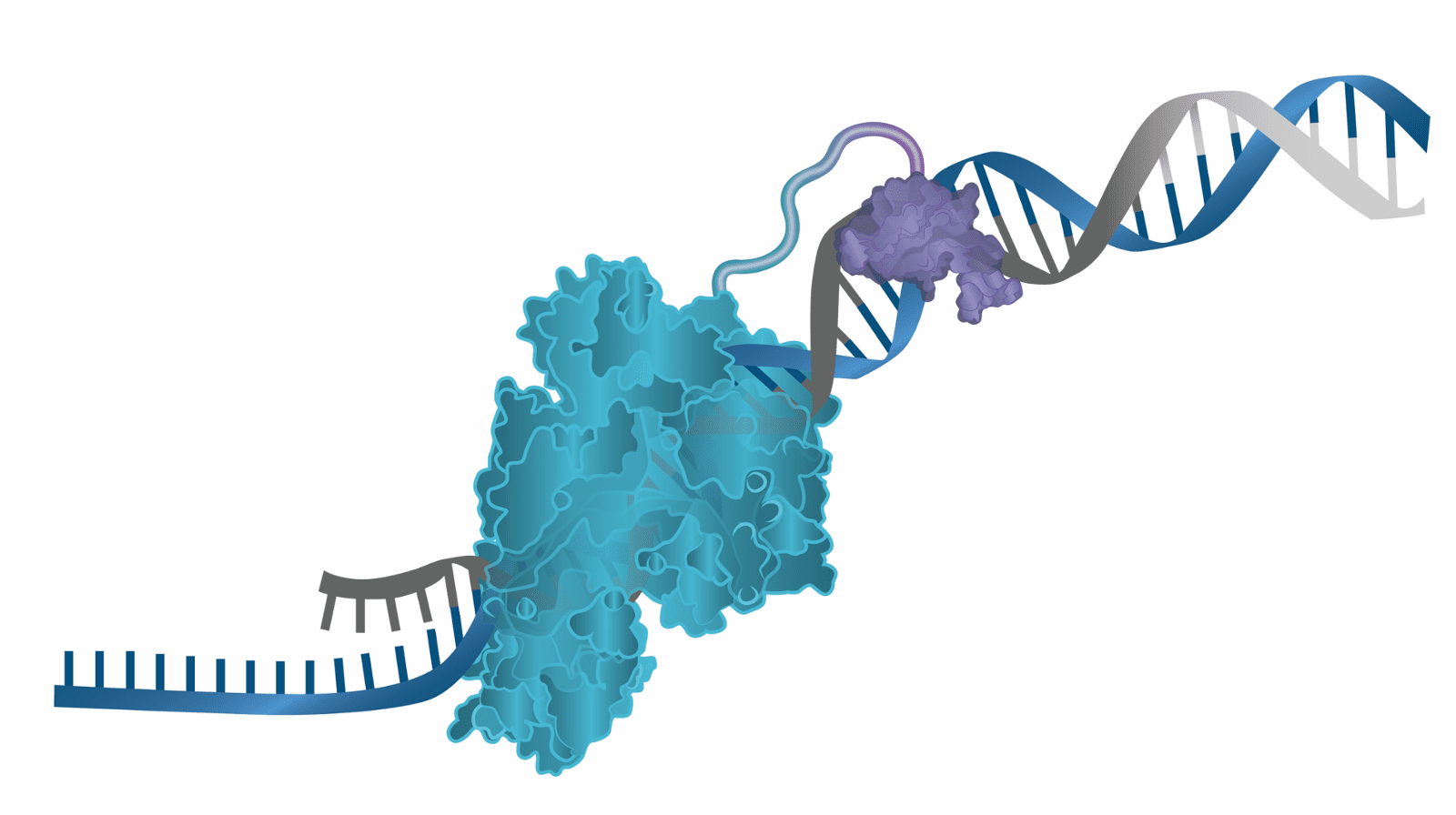 long range PCR