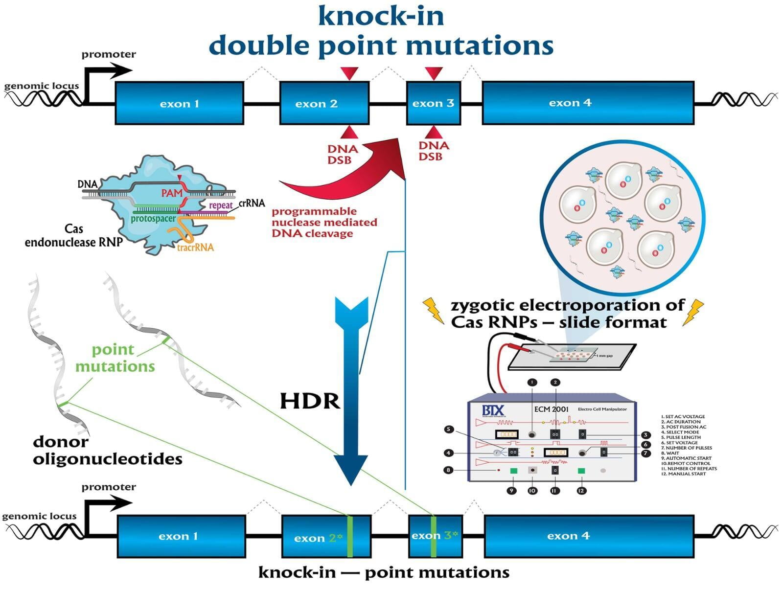 seamless knock-in of small protein tags or multiple point mutations by programmable nucleases