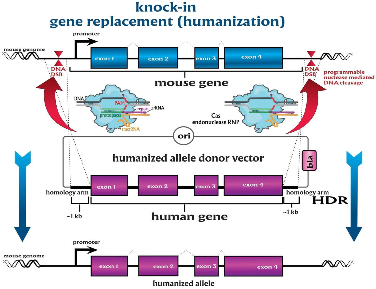 CRISPR-mediated knock-in of a humanized allele—gene replacement knock-in