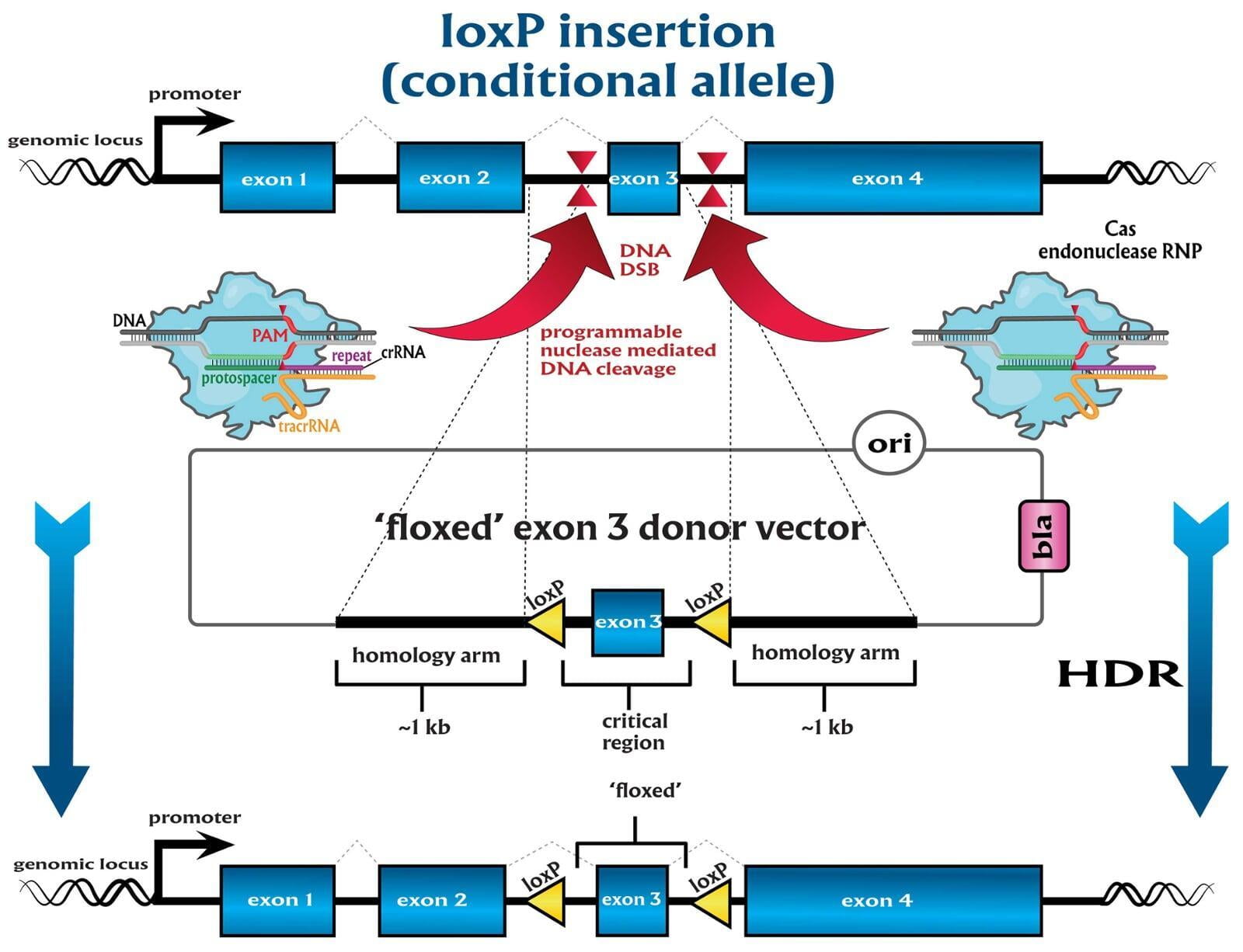 CRISPR-mediated conditional allele generation—floxing a critical exon