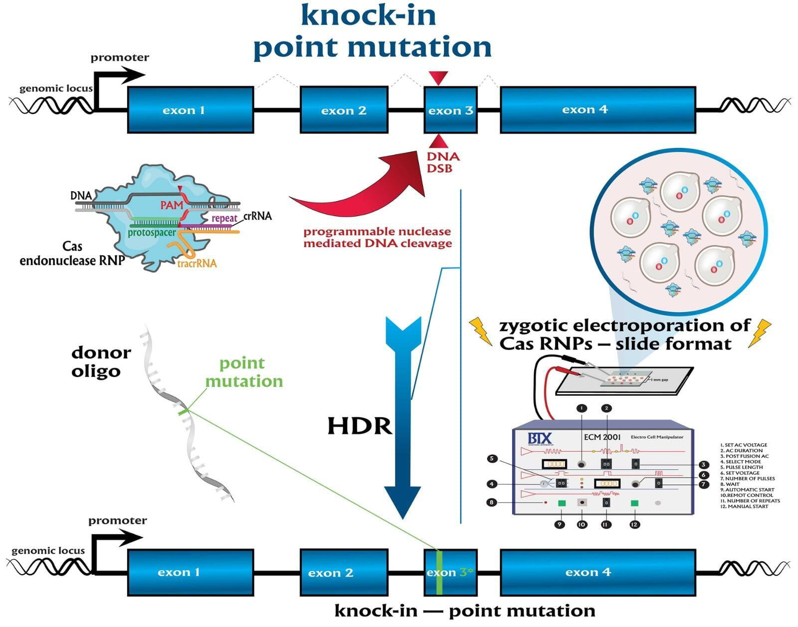 CRISPR-mediated knock-in of a point mutation