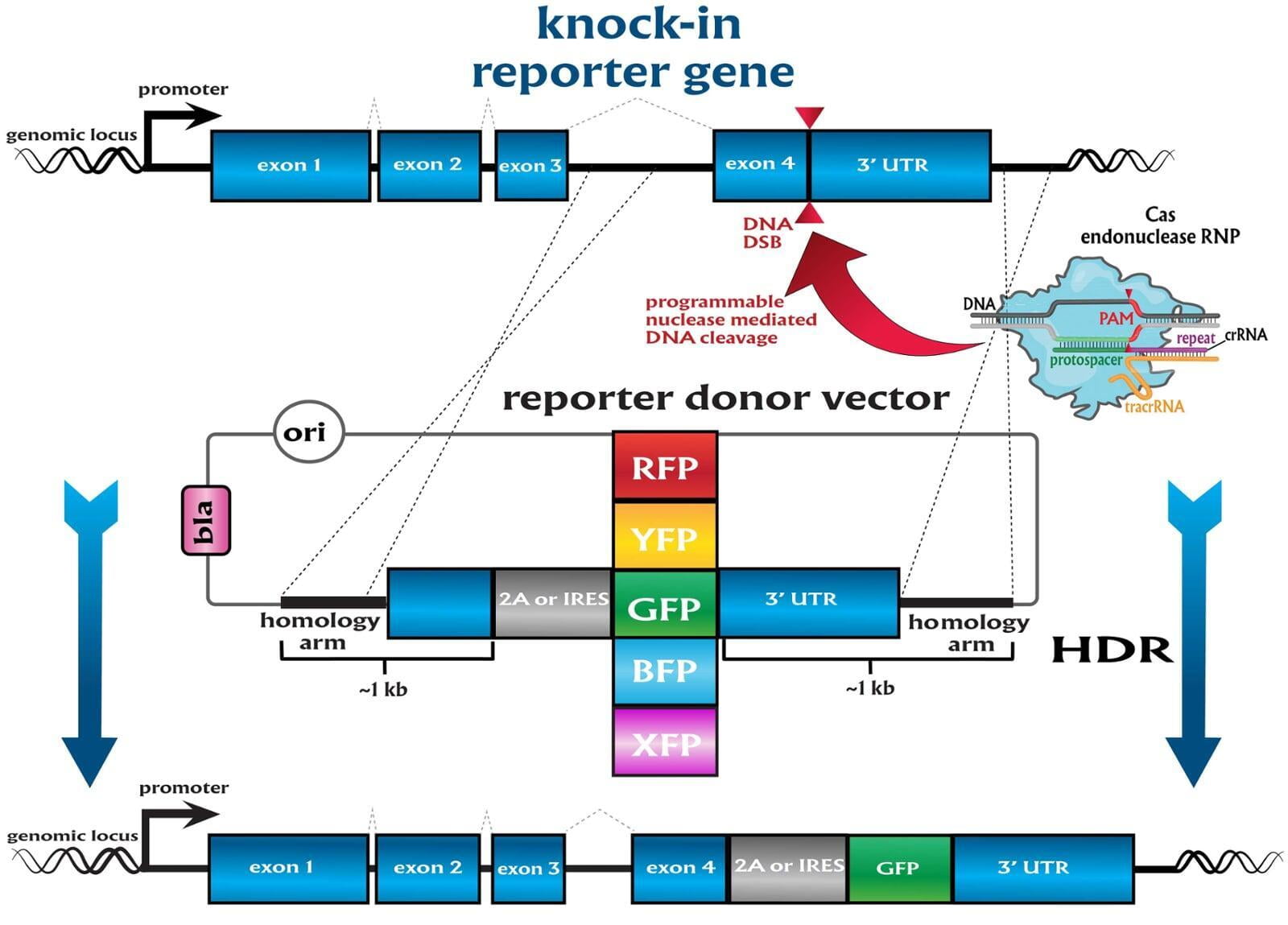 CRISPR-mediated knock-in of a reporter gene