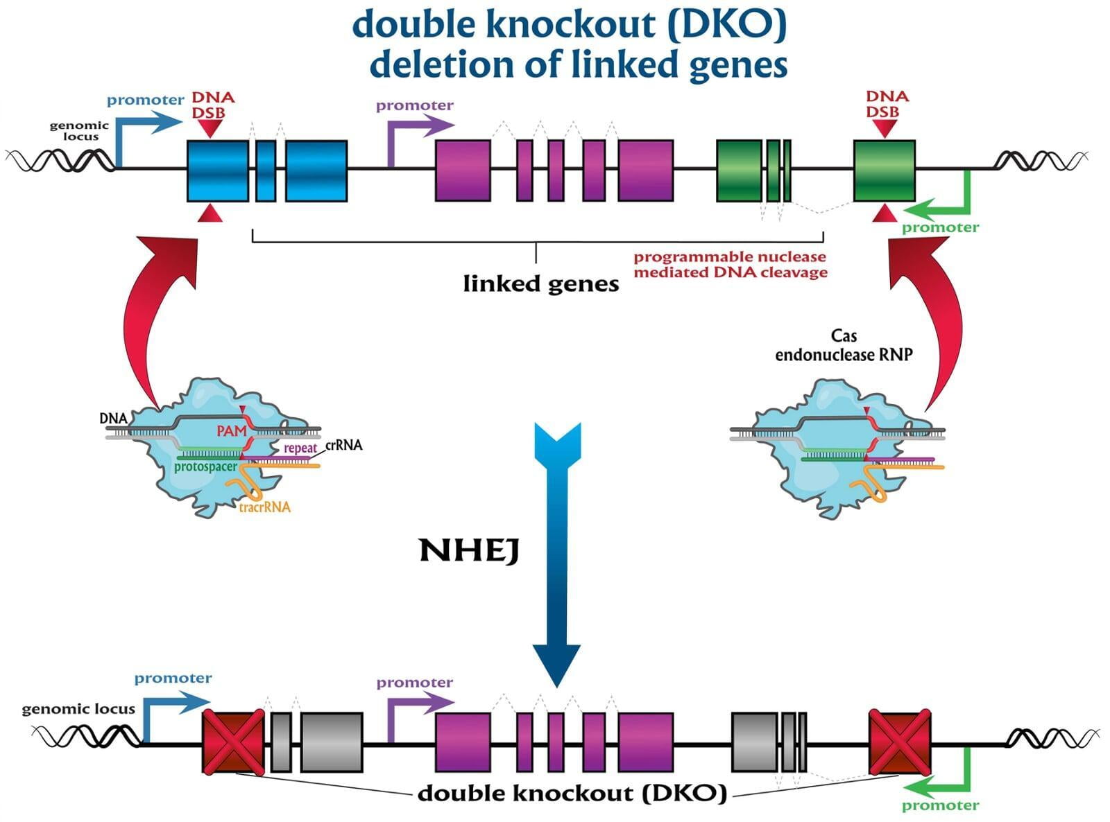 CRISPR-mediated double knockout—deletion of linked genes