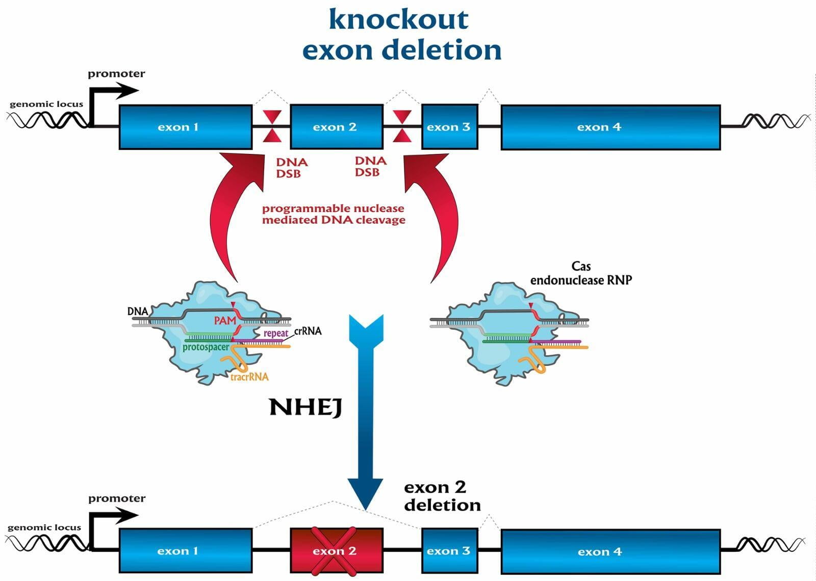 CRISPR mediated exon deletion