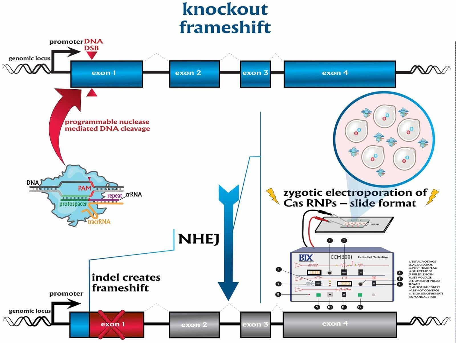 gene knockout created by frameshift mutation via CRISPR