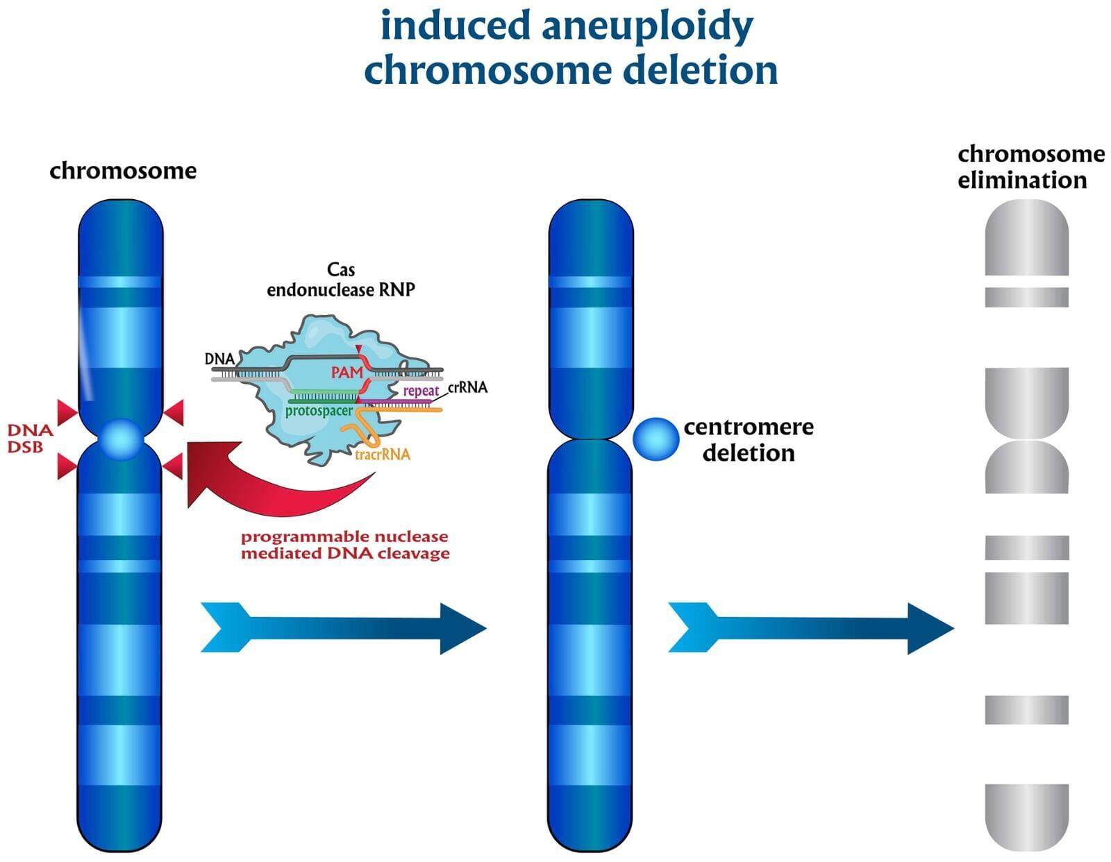 CRISPR-mediated chromosome deletion—induced aneuploidy