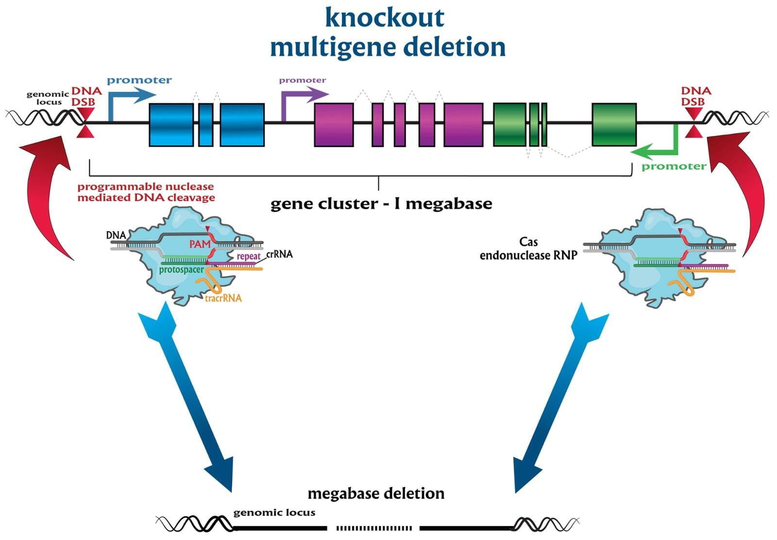 CRISPR-mediated multi-gene deletion up to a megabase